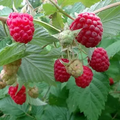 Малина ПРОСТО ПРЕЛЕСТЬ (СТОЛЕШНИК) в Новополоцке