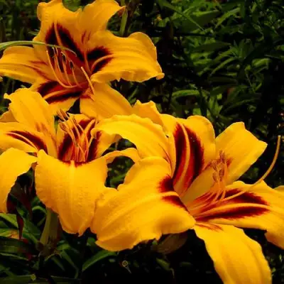 Лилейник БОНАНЗА гибридный в Новополоцке