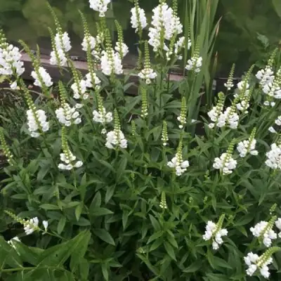 Физостегия АЛЬБА виргинская в Новополоцке