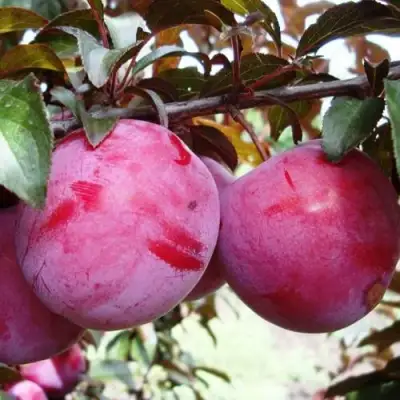 Слива ЛАМА в Новополоцке