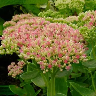 Очиток (седум) БРИЛЛИАНТ в Новополоцке