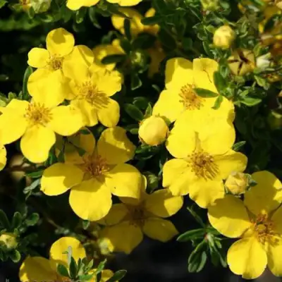 Лапчатка ХАКМАНС ГИГАНТ кустарниковая в Новополоцке