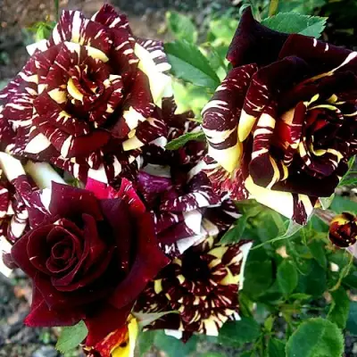 Роза ФОКУС ПОКУС флорибунда в Новополоцке