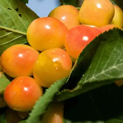 Дюк (черевишня) БЕЛОЧКА в Новополоцке