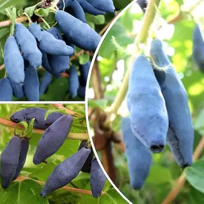 Комплект СЛАДКИЕ ХИТЫ в Новополоцке