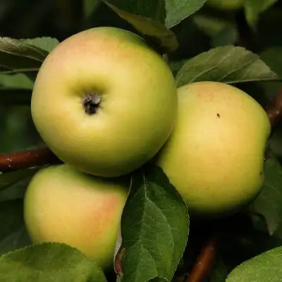 Яблоня ДАНИЛА в Новополоцке