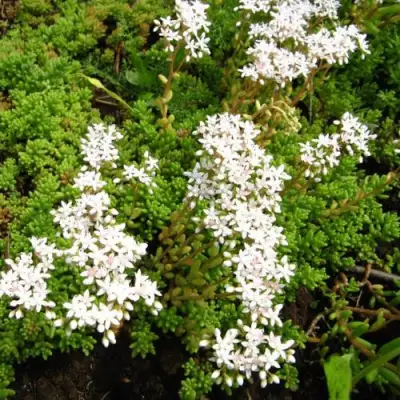 Очиток (седум) ХЛОРОТИКУМ белый в Новополоцке