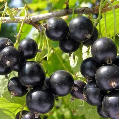 Смородина чёрная НЕСТЕР КОЗИН в Новополоцке