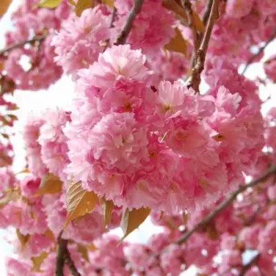 САКУРА  в Новополоцке