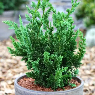 Кипарисовик ВИСЕЛЛИ лавсона в Новополоцке