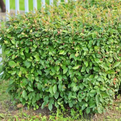 Кизильник блестящий в Новополоцке