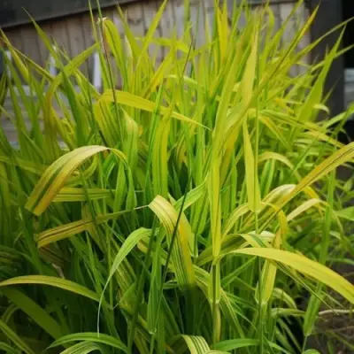 Фалярис АРКТИК САН тростниковый в Новополоцке