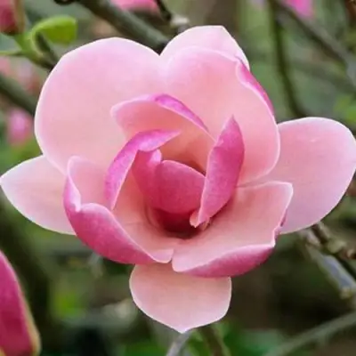 Магнолия РУСТИКА РУМБА в Новополоцке