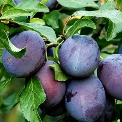 Слива ВЕНГЕРКА БЕЛОРУССКАЯ в Новополоцке