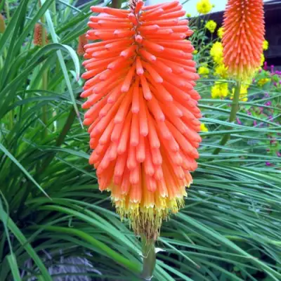 Книфофия БЕНГАЛ ФАЕР гибридная в Новополоцке