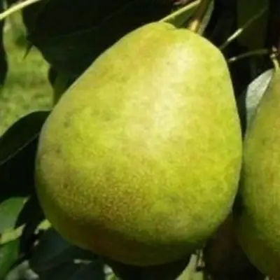 Груша ЛАГОДНАЯ в Новополоцке