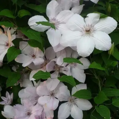 Клематис ИОАНН ПАВЕЛ 2 в Новополоцке