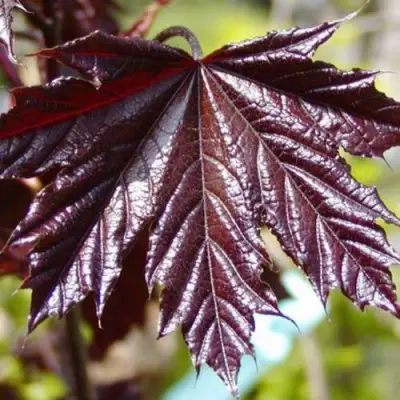 Клен КРИМСОН КИНГ остролистный в Новополоцке