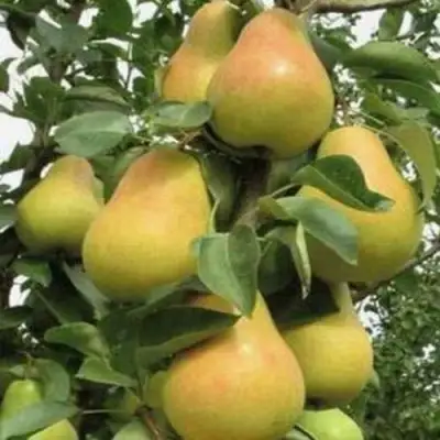 Груша ЛЮБИМИЦА ЯКОВЛЕВА в Новополоцке