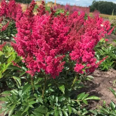Астильба ЛАКИ ДЕЙ Арендса в Новополоцке