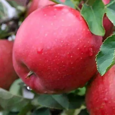 Яблоня ЧЕМПИОН в Новополоцке