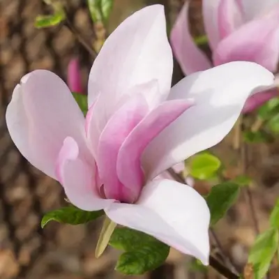 Магнолия БЕТТИ в Новополоцке