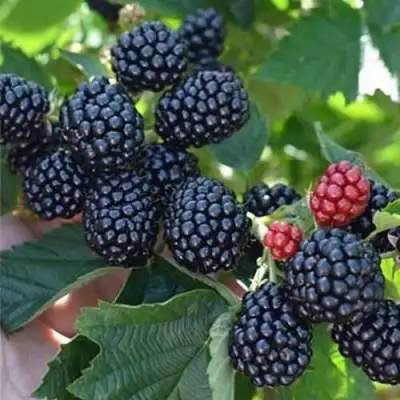 Ежевика ПОЛАР бесшипная  в Новополоцке