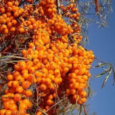 Облепиха СУДАРУШКА в Новополоцке