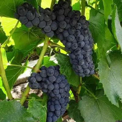 Виноград ВЭЛИАНТ в Новополоцке