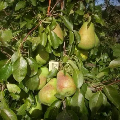 Груша БЕРЕ ЛЮКА в Новополоцке