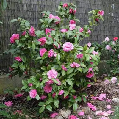 Камелия ДЕББИ в Новополоцке