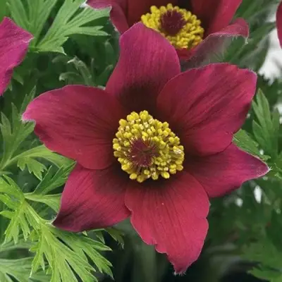 Прострел ПИНВИЛ РЕД ШЕЙДЕС в Новополоцке