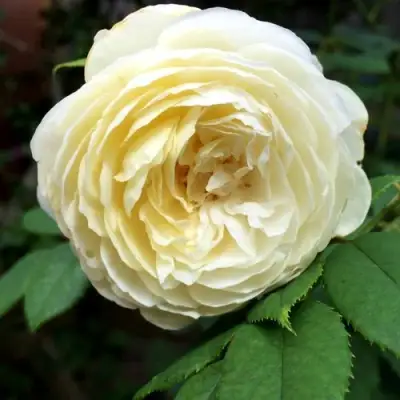 Роза КЛЭР ОСТИН английская в Новополоцке