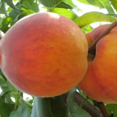 Персик СОЧНЫЙ в Новополоцке