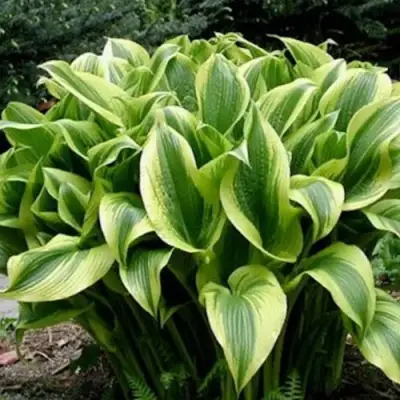 Хоста АУРЕОМАРГИНАТА в Новополоцке