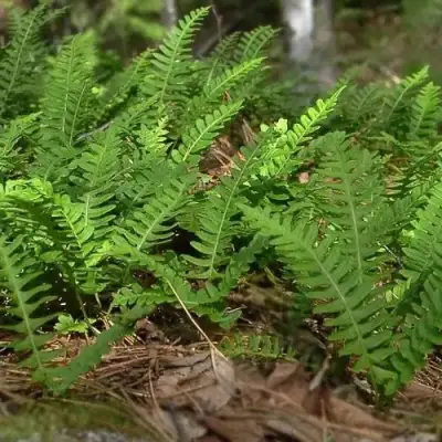 Многоножка обыкновенная в Новополоцке