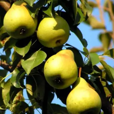 Груша НЕЖНОСТЬ колонновидная	 в Новополоцке