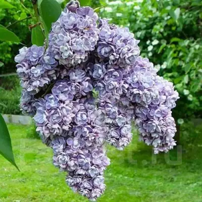 Сирень АМИ ШОТТ в Новополоцке