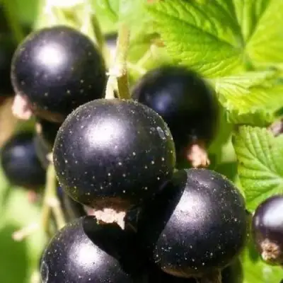 Смородина черная ЧЕРНООКАЯ в Новополоцке