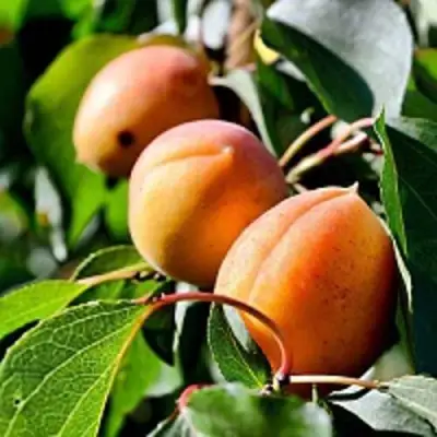 Абрикос БАЙ в Новополоцке
