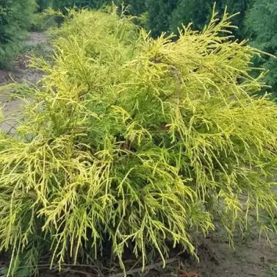 Кипарисовик ФИЛИФЕРА АУРЕА горохоплодный в Новополоцке