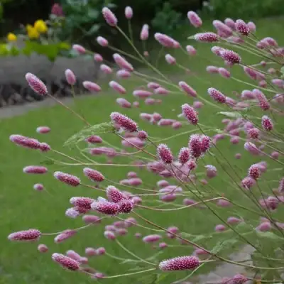 Кровохлебка РОК ЭНД РОЛЛ в Новополоцке