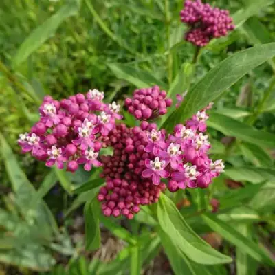 Ваточник МЯСО-КРАСНЫЙ в Новополоцке