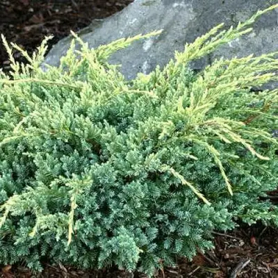 Можжевельник ХОЛГЕР чешуйчатый в Новополоцке