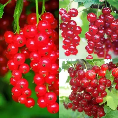 Комплект КРАСНЫЙ УРОЖАЙ в Новополоцке