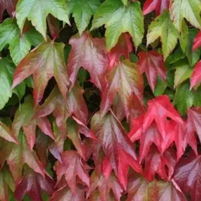 Девичий виноград тройчатый ВИЧИ в Новополоцке