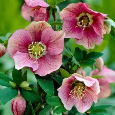 Морозник ВОСТОЧНЫЙ в Новополоцке