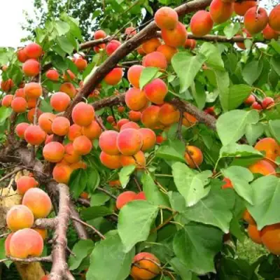 Абрикос ОТБОР АСТАХОВА в Новополоцке