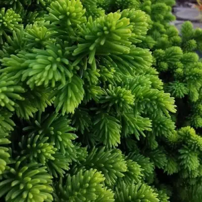 Ель ЛИТЛ ДЖЕМ обыкновенная в Новополоцке