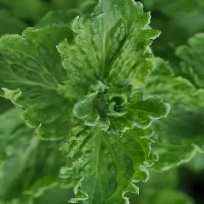 Мята КРИСПА в Новополоцке